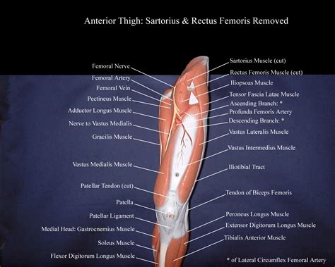 Anterior View Of The Superficial Muscles Of The Leg Clipart Etc My