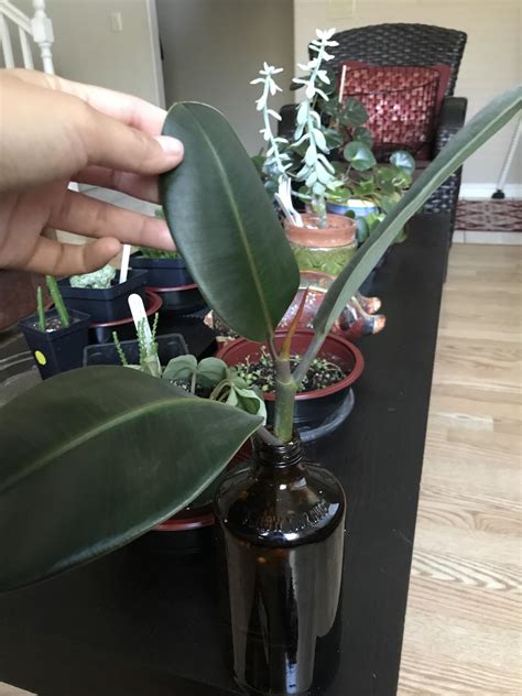 Is It Possible To Propagate A Rubber Tree Plant In Water I Got This