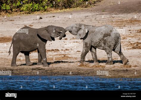 Elephants Intertwining Trunks Hi Res Stock Photography And Images Alamy
