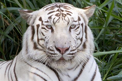 White Bengal Tiger Panthera Tigris The White Tiger Is A Flickr