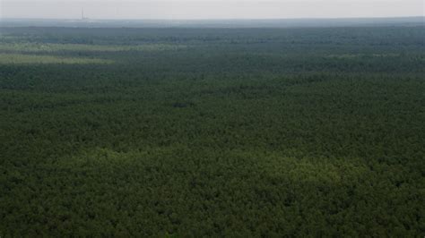 5k Stock Footage Aerial Video Flying Over Evergreens In Pine Barrens