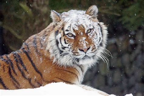 Find the top 10 most impressive animals ⭐ ¡don´t miss it! Free picture: wildlife, nature, predator, cat, wild, animal, tiger, feline