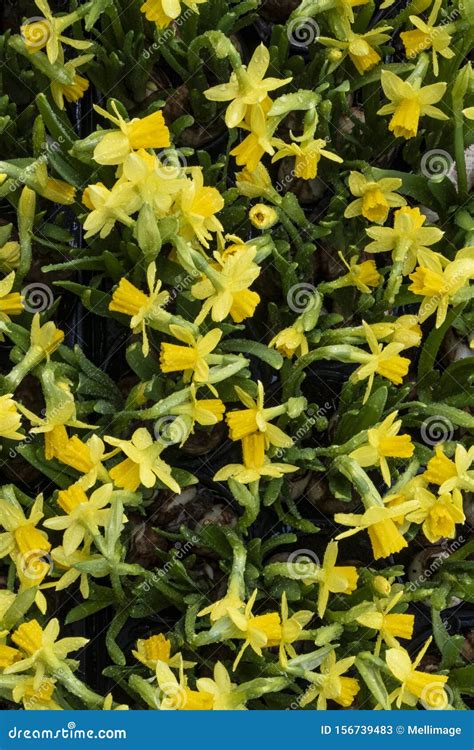 Potted Daffodils Stock Image Image Of Botanical Daffodils 156739483