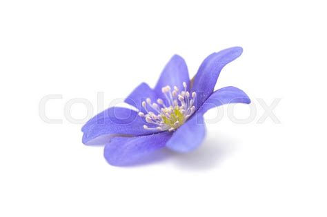 Blue Flower Isolated On White Stock Image Colourbox