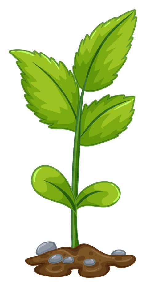 Green Plant Growing From Underground 559721 Vector Art At Vecteezy