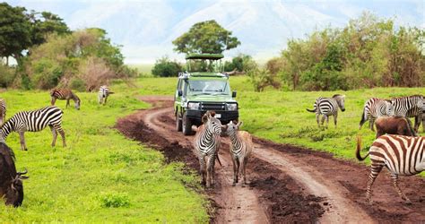 African Safari The Ultimate Outdoor Experience For Animal Lovers Goway