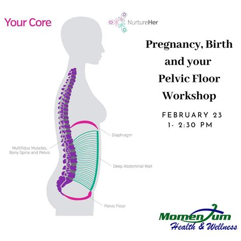 Pregnancy Birth And Your Pelvic Floor Momentum Health And Wellness