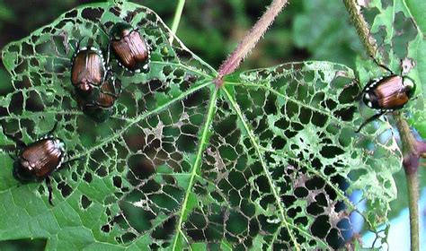 How To Get Rid Of Japanese Beetles And Grubs In Your Lawn With Images