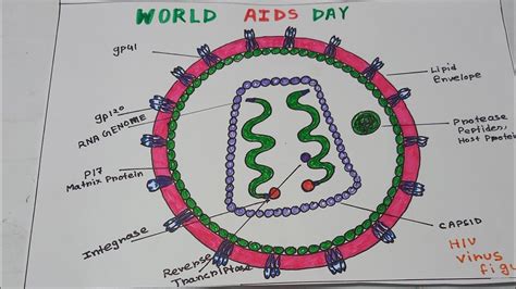Draw The Diagram Showing The Structure Of Hiv Class Biology Cbse My