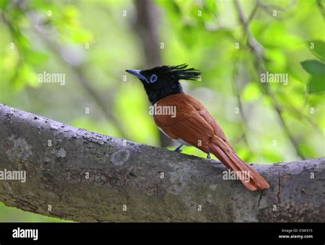 asian paradise flycatcher terpsiphone paradisi ceylonensis sub adult male perched on branch