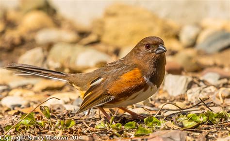 Photographing Eastern Towhee And Learning Basic Bird Id Skills