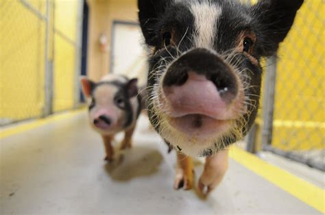 Video 3 Stray Pigs At Chilliwack Spca Looking For Foster Home