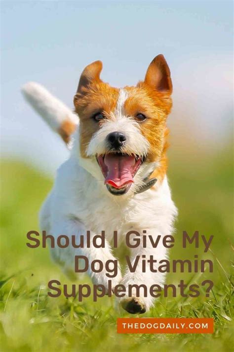 Vitamin Supplements For Dogs Does Your Dog Need Them