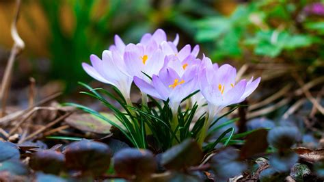 Use images for your pc, laptop or phone. Nature Flowers Wallpaper, Collection Of Natural Flowers ...