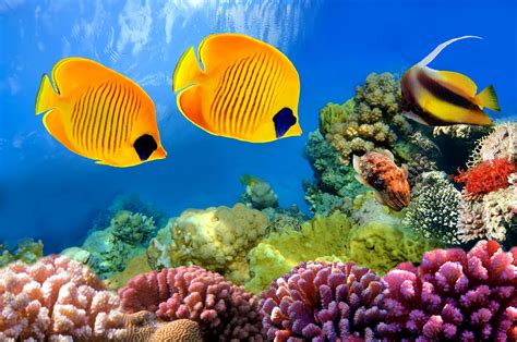 Cool Coral Reef And Tropical Fish Wallpaper Hd Coral Reef Aquarium