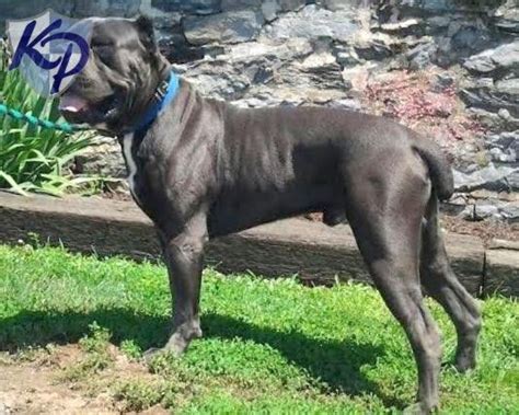Before you consider some pitbull puppies for sale, here is some further information and tips about them. Puppy Finder: Find & Buy a Dog today by using our ...