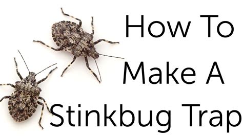 How To Make A Stinkbug Trap Are Pesky Stinkbugs Invading Your Home