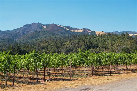 Sonoma Valley Vineyards Northern Ca Photograph By Toby Mcguire Fine
