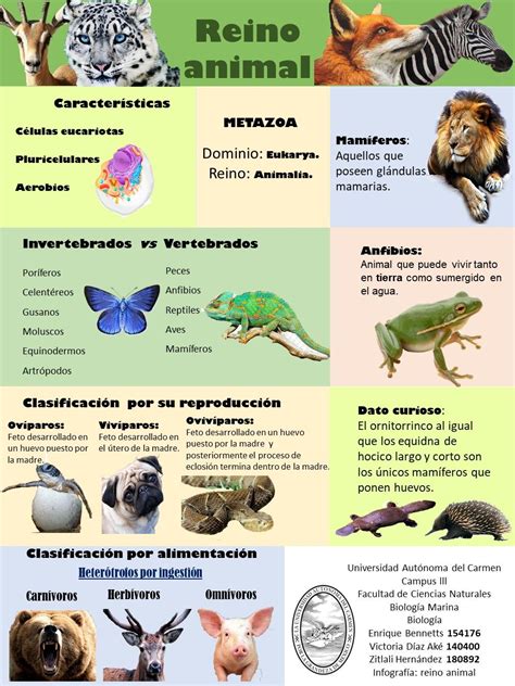 Infografía Del Reino Animal Science And Nature Biology Homeschool