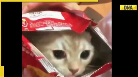 Ever Seen Cat Popping Out From Packet Of Chips Viral Video Leaves