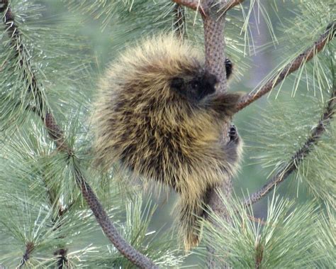 Porcupine Tree Photograph By Ben Upham Iii