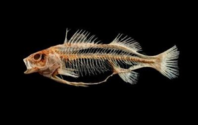 Lagi seru makan keselek tulang ikan tenggorokanku sakit minta ampun. Petua Tercekik Tulang Ikan Yang Tak Relevan Tapi berkesan ...