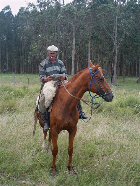Free Images Field Rider Pasture Ranch Rein Stallion Mare