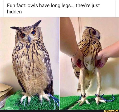 Fun Fact Owls Have Long Legs Theyre Just Hidden Ifunny