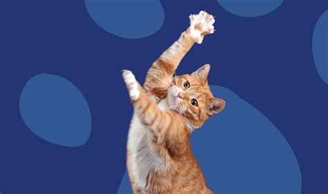 Compare pet insurance plans offered by prime pet insurance to find one that suits you. How to Deal With Feline Dental Disease | TrustedPals Pet ...