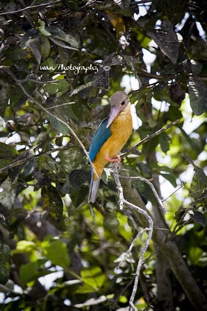 Raja udang dengan nama latin common kingfisher termasuk sebutan umum untuk jenis burung pemakan ikan dari keluarga alcedinidae. Burung Raja Udang | Flickr - Photo Sharing!