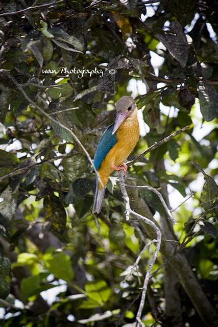 Kumpulan foto & gambar burung kolibri. Burung Raja Udang | Flickr - Photo Sharing!