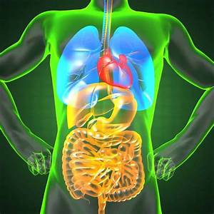 Why Bile Flow Is Essential For Optimal Liver Health