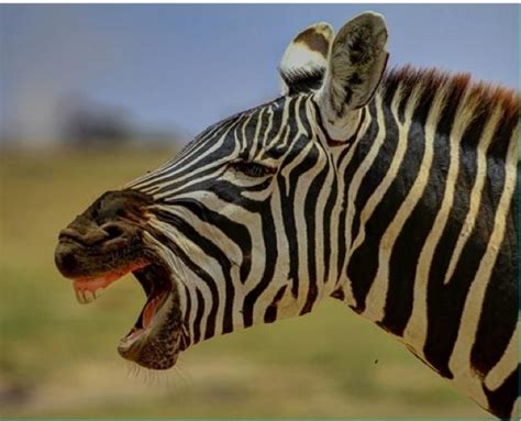Grevyi s zebra equus grevyi facts about animals. Zebra guide: species facts, where they live and migration (With images) | Zebra, Zebras, Mammals