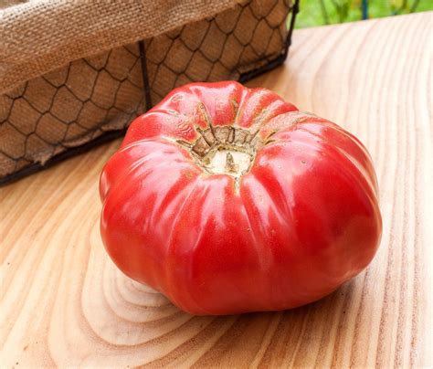 Pink Brandywine Sudduths Strain Beefsteak Heirloom Tomato Premium Seed