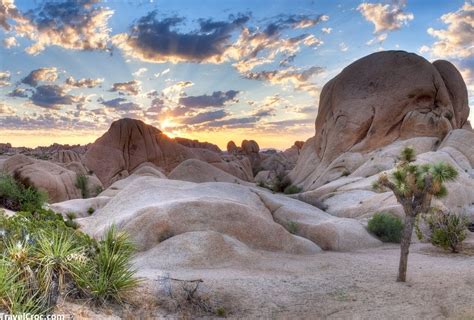 Best Time To Visit Joshua Tree A Complete Guide To Joshua Tree Np