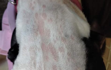 Pictures Of Belly Rashes On Dog With Vet Advice