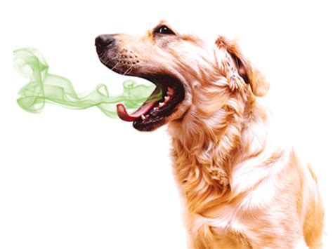 A Dogs Bad Breath