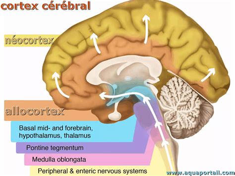 Néocortex Définition Et Explications