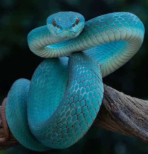 Blue Viper Beautiful Snakes Snake Photos Snake Wallpaper