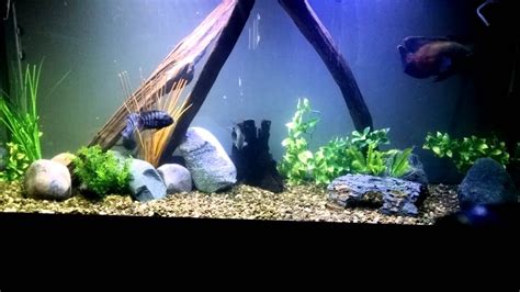 125 Gallon Oscar Cubin Tank Youtube