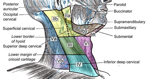 7 Levels Of Lymph Nodes In Neck Hacfo