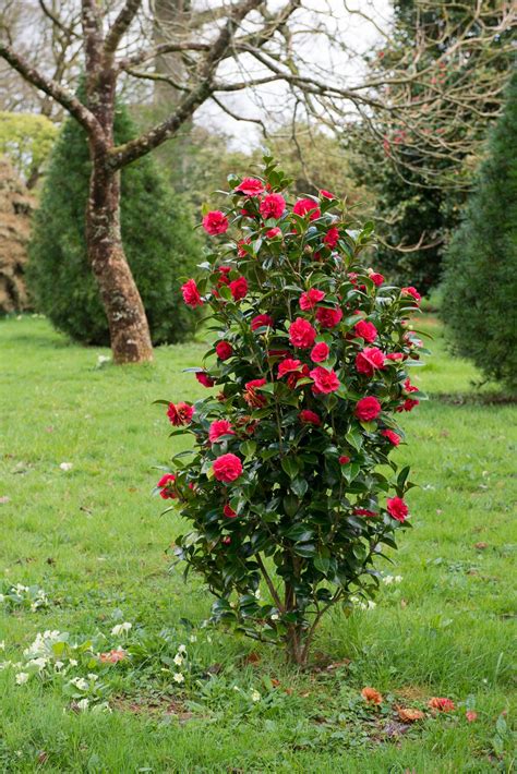 landscaping ideas the case for camellias gardenista landscaping with rocks red plants