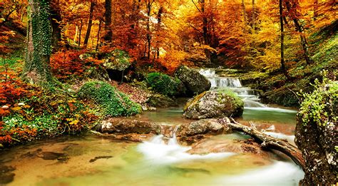 Image Autumn Stream Nature Forests Seasons