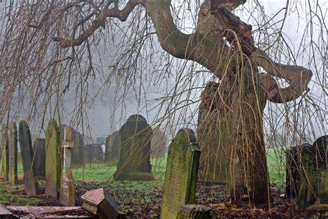 Spooky Old Cemetery Tree On A Foggy Day Stock Photo Image Of Memorial