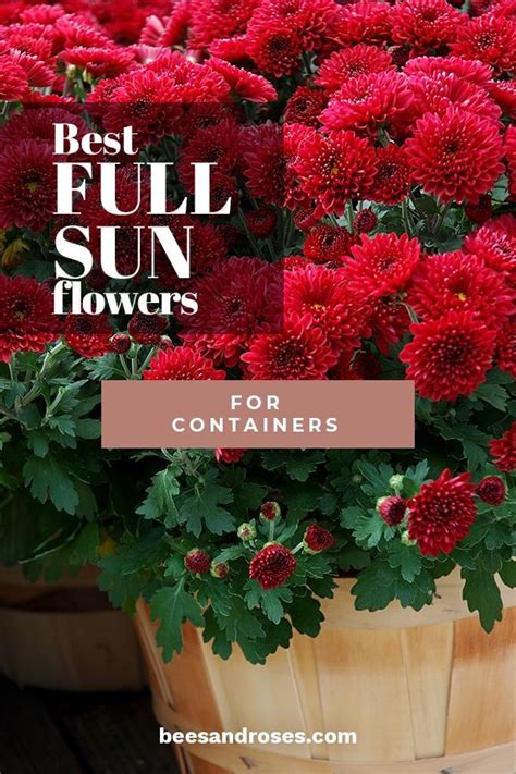 Here are 12 of the easiest annual flowers to grow from seed. Best Full Sun Flowers For Containers | Full sun flowers ...