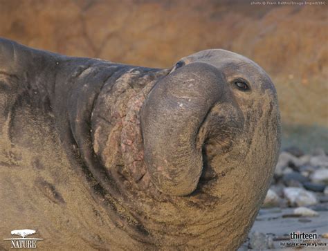 Jan 31, 2021 · beauty is subjective. World's Ugliest Animals
