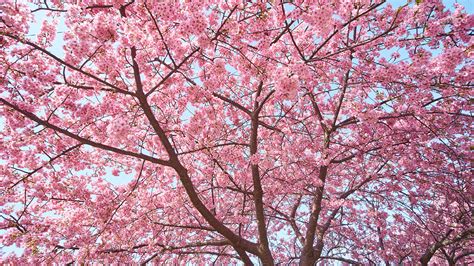 Image Cherry Blossom Nature Branches 1920x1080