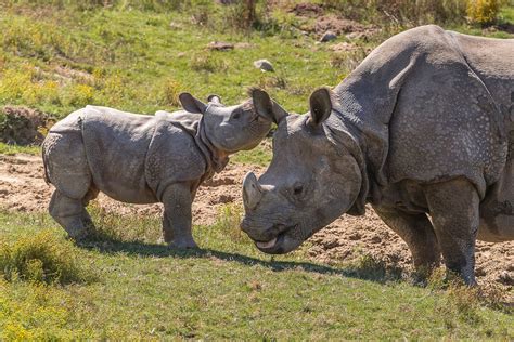 Greater One Horned Rhino Calves Make Appearance At San Diego Zoo San