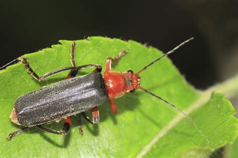 Top 10 Most Wanted Bugs In Your Garden Soldier Beetle Alabama
