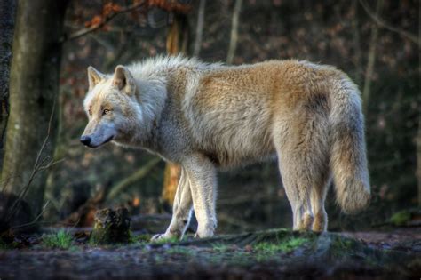 Polarwolf Foto And Bild Tiere Zoo Wildpark And Falknerei Wolfsfotos